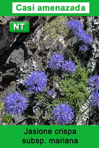 Jasione crispa mariana