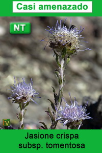 Jasione crispa tomentosa