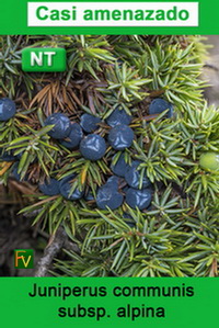 Juniperus communis alpina