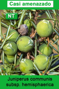 Juniperus comunis hemisphaerica