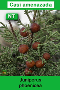 Juniperus phoenicea