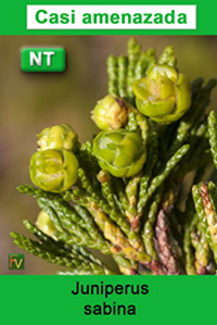 Juniperus sabina