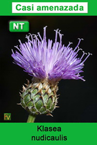Klasea nudicaulis