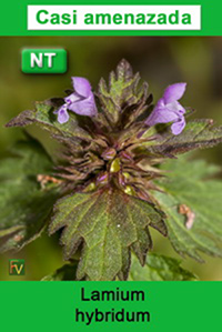 Lamium hybridum