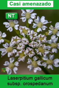 Laserpitium gallicum orospedanum