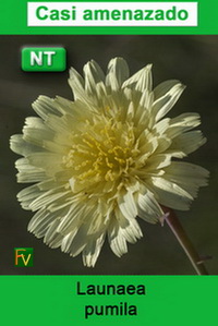 Launaea pumila