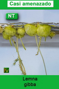 Lemna gibba