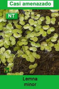 Lemna minor