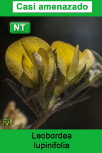 Lotononis lupinifolia