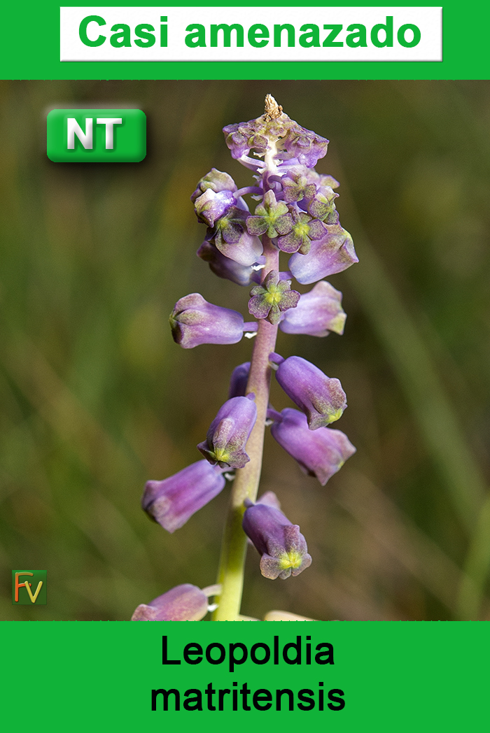 Leopoldia matritensis