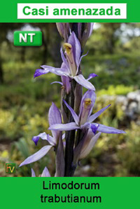 Limodorum trabutianum