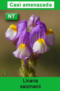 Linaria salzmanii