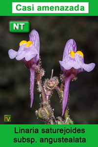Linaria saturejoides angustealata