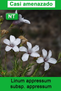 Linum appressum appressum