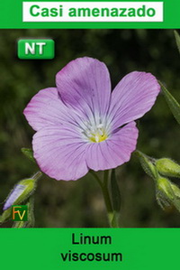 Linum viscosum