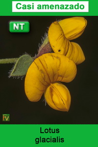 Lotus glacialis
