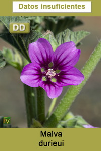 Malva durieui