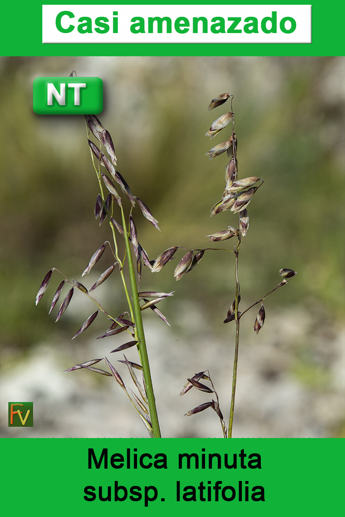 Melica minuta latifolia