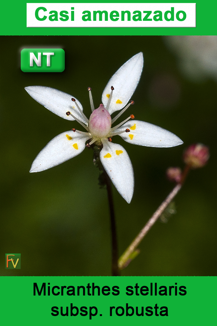 Micranthes stellaris robusta