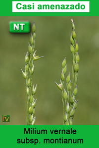 Milium vernale montianum