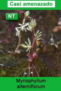Myriophyllum alterniflorum