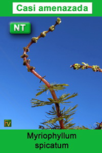 Myriophyllum spicatum