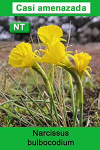 Narcissus bulbocodium