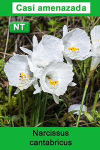 Narcissus cantabricus
