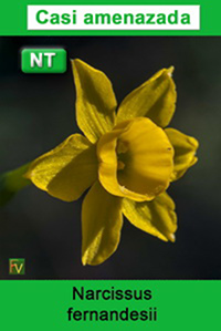 Narcissus fernandesii