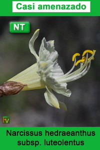 Narcissus hedraeanthus luteolentus