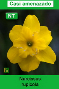 Narcissus rupicola