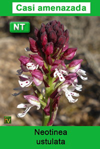 Neotinea ustulata