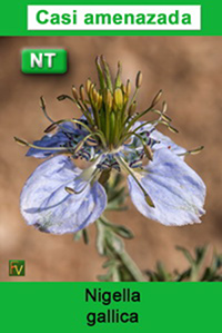 Nigella gallica