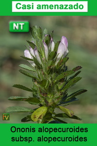 Ononis alopecuroides alopecuroides