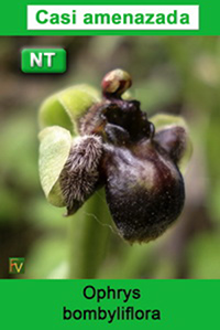 Ophrys bombyliflora