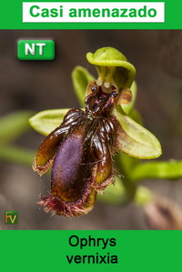 Ophrys vernixia