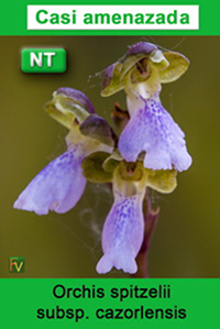 Orchis spitzelii cazorlensis
