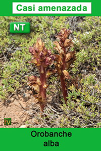 Orobanche alba