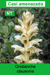 Orobanche clausonis