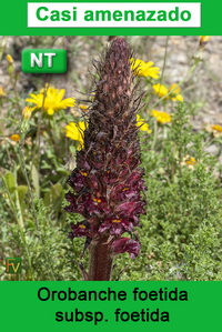 Orobanche foetida foetida