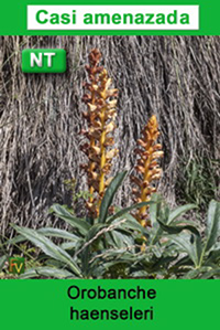 Orobanche haenseleri