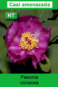 Paeonia coriacea