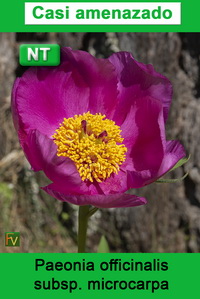 Paeonia officinalis microcarpa