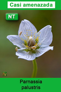 Parnassia palustris