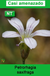 Petrorhagia saxifraga