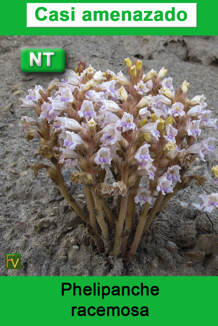 Phelipanche racemosa