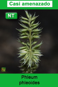 Phleum phleoides