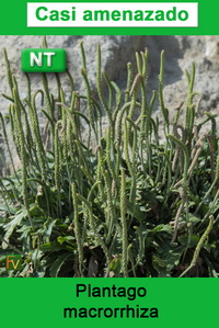 Plantago macrorrhiza