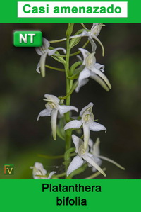 Platanthera bifolia