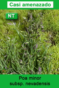 Poa minor nevadensis